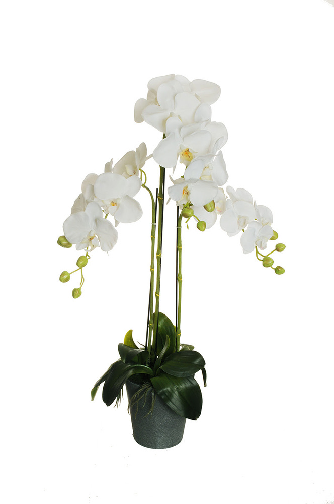 orchidea h 78